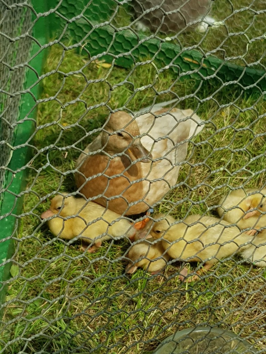 IMG-20250610-WA0015