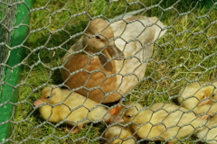 IMG-20250610-WA0015