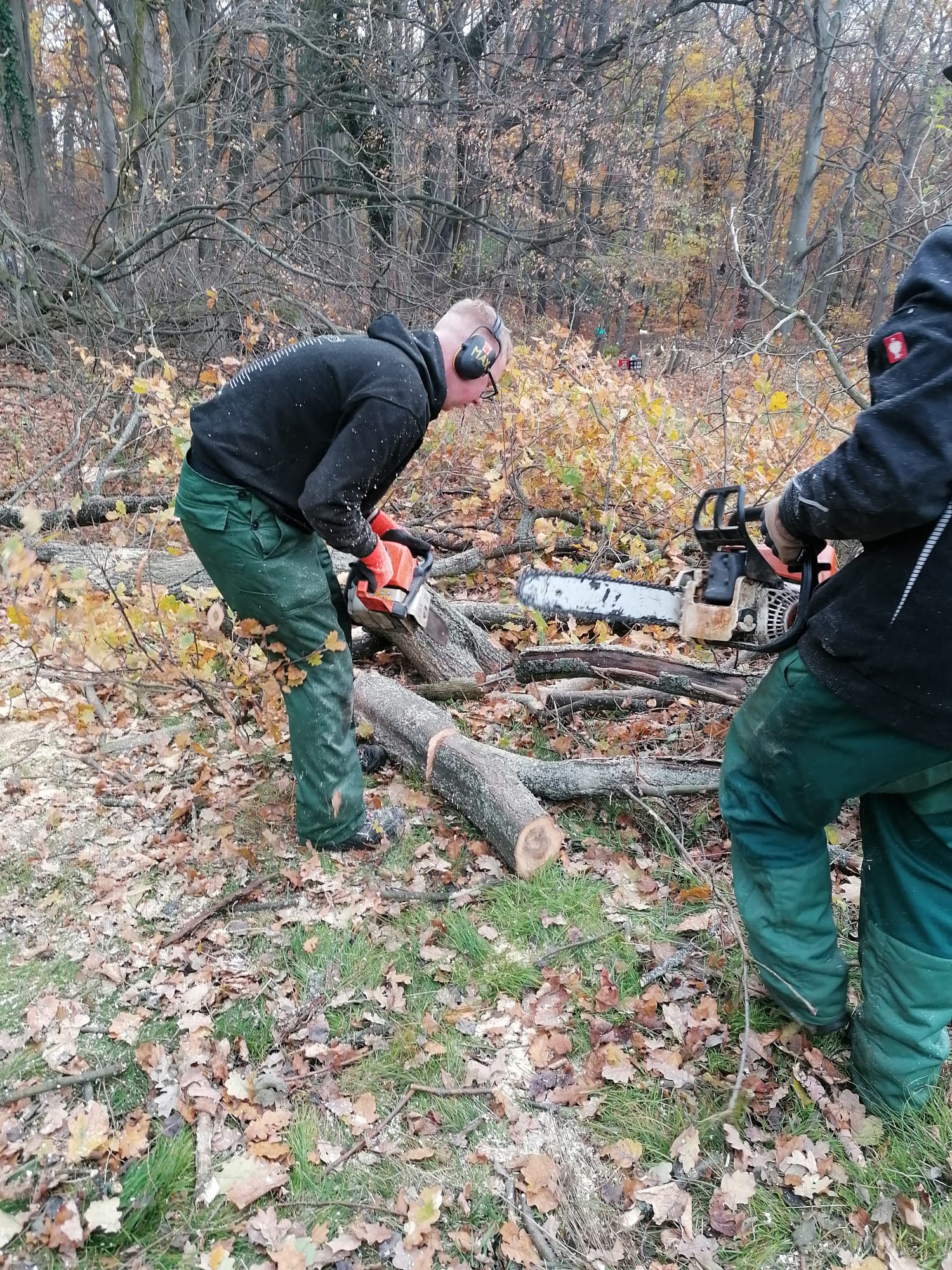 Sägeaktion im Dienste des Naturschutzes